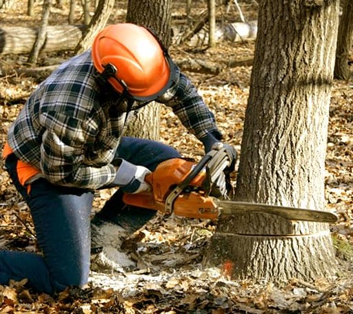 Tree Removal in Whittington, IL